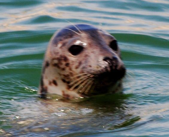 Monomy Island Excursions