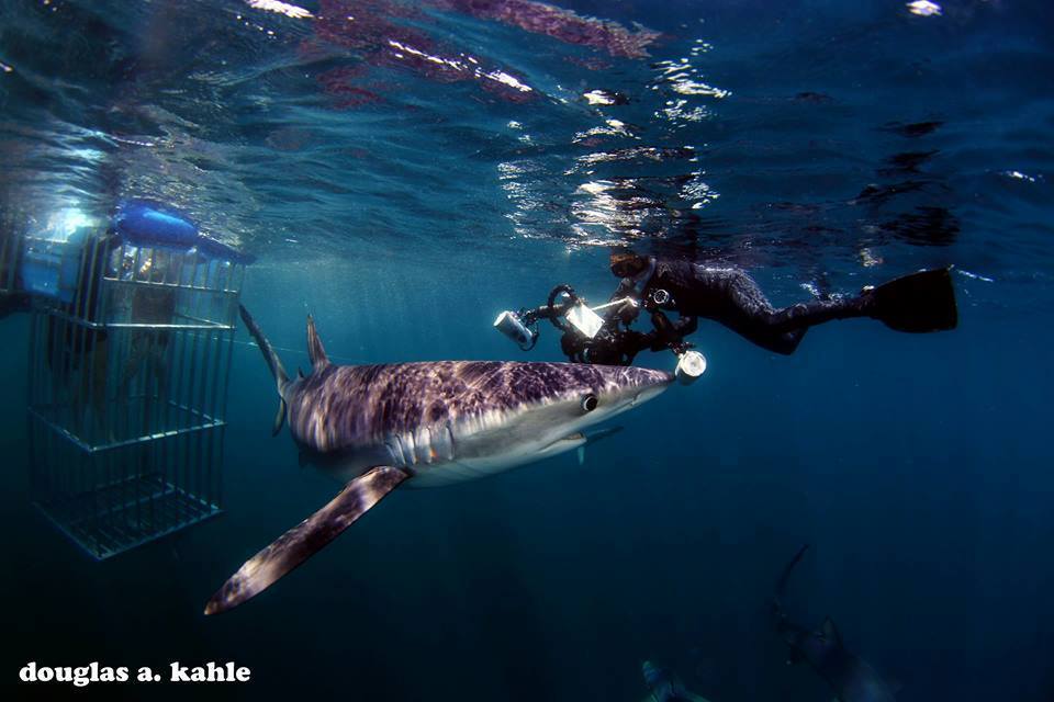Cape Cod Shark Adventures